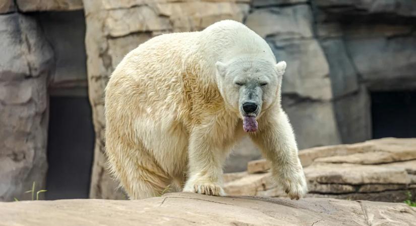 Súlyos incidens: jegesmedve támadt rá egy családra