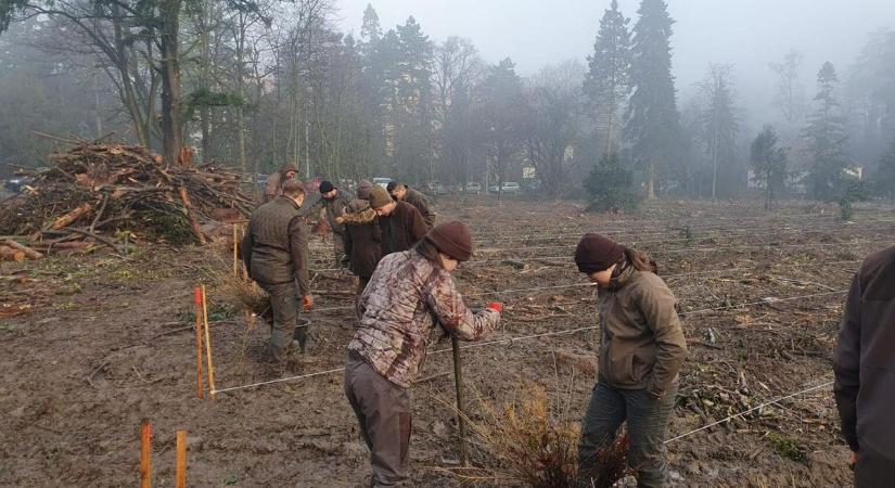 Nyolcezer fa, egy új erdő – soproni diákok mentik meg a jövő erdejét