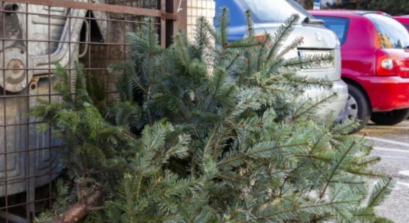 Jövő héten kezdődik a kidobott karácsonyfák gyűjtése Párkányban