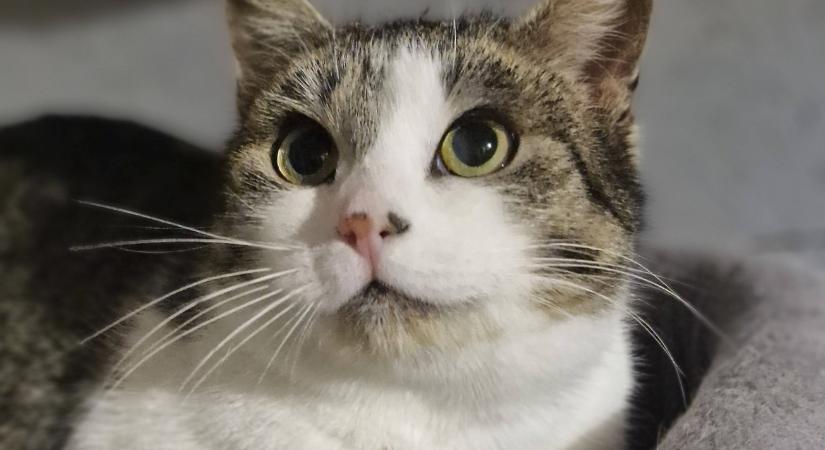 Gazdikereső: Nini családot keres