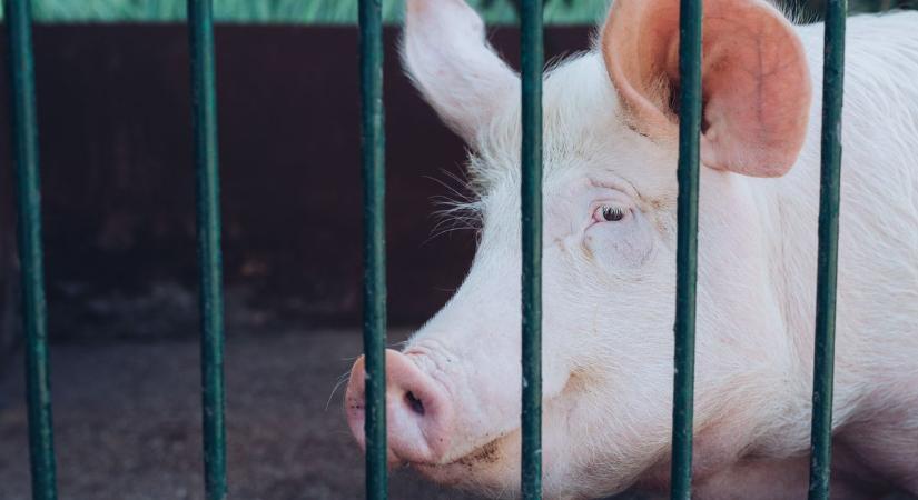 Zárlat alatt: vírus okozott megbetegedéseket egy dél-somogyi sertéstelepen