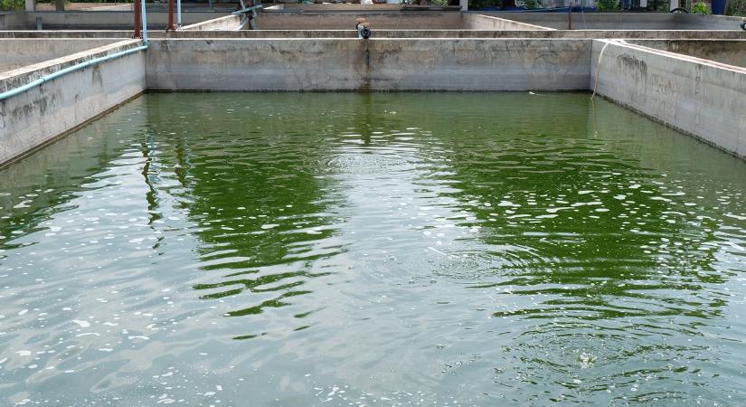 Könnyű lenne termeszteni, sokféleképpen hasznosítható, de van egy kis bökkenő