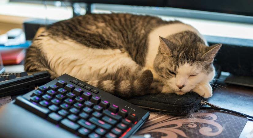 Így viselkednek a csillagjegyek az ünnepek utáni első napokban a munkahelyen – vigyázat irónia!