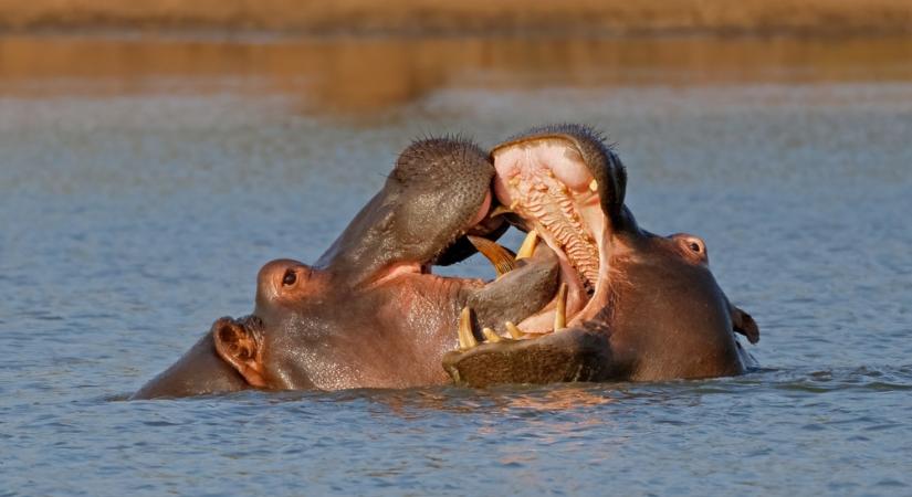 Vízilovak végeztek négy fiatallal