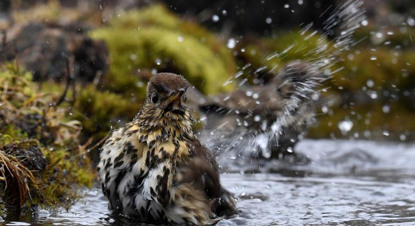 Megvan az év madara