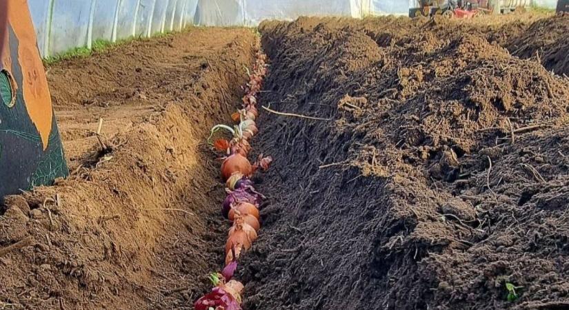 Ami a kamrában hulladék, a kertben aranyat ér – így spórolhatsz!