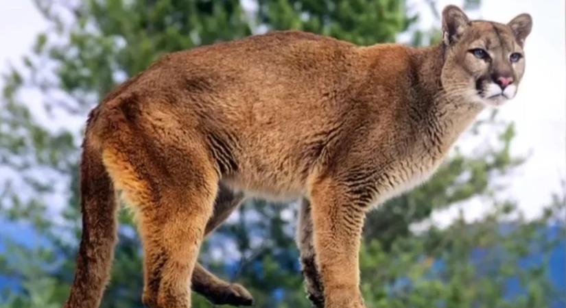 Halálos állattámadás: egyedül túrázó nőt ölt meg egy puma