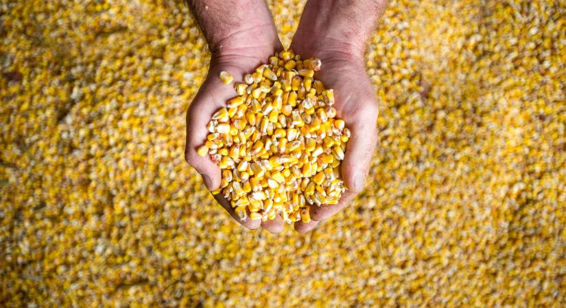 Ide viszik ki az ukrán kukoricát: durva, melyik országba megy a java