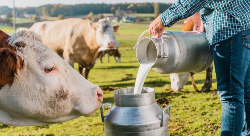 Túlélésre játszanak a hazai tejtermelők: itt az interaktív térkép, ahol végre megtalálod őket