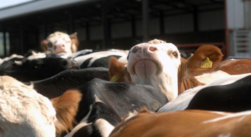 Nem fenékig tejföl a helyzetük, új pályázat a tejipar szereplőinek
