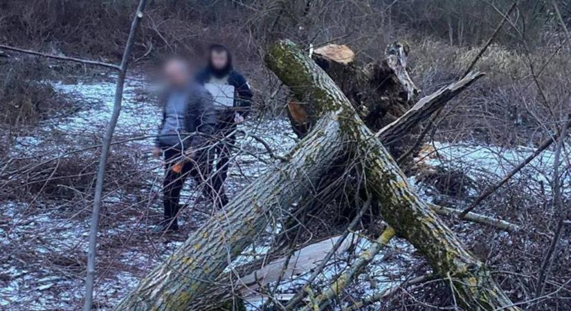 Halálos baleset: fa dőlt egy 8 éves gyermekre Kárpátalján