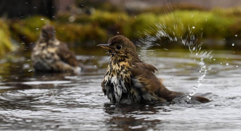 Megválasztották a 2026-os év madarát