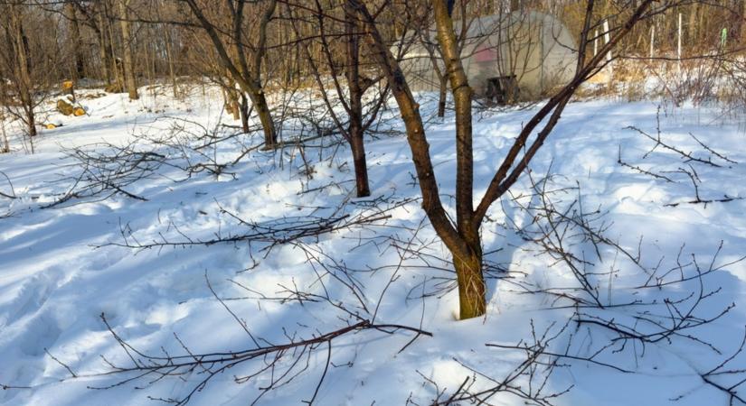 Ezt a 4 fát januárban kell megmetszeni!