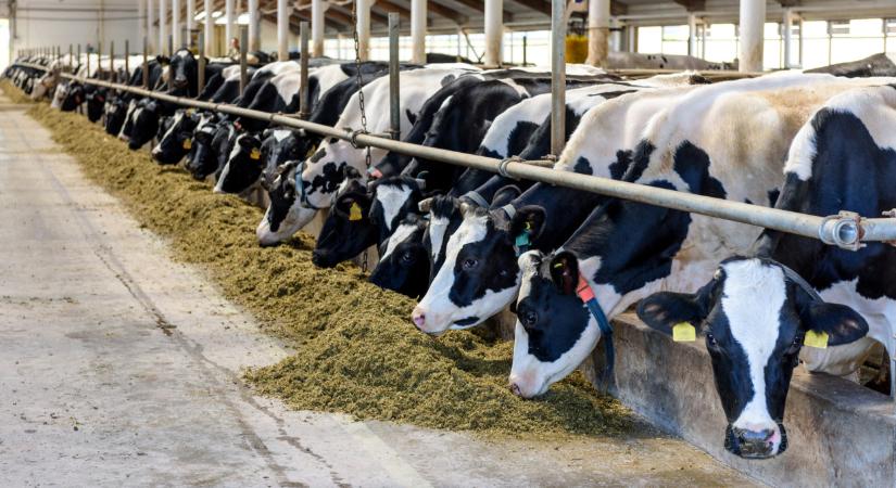 Fekete év jön a magyar tejtermelőknek: kénytelenek lenyelni a békát