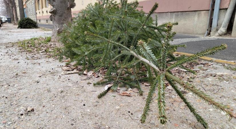 Megvan mikor viszik el a karácsonyfákat – mutatjuk az időpontokat!