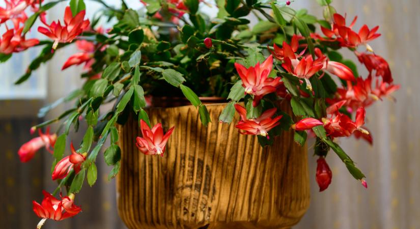 Karácsonyi kaktusz gondozása az ünnepek után