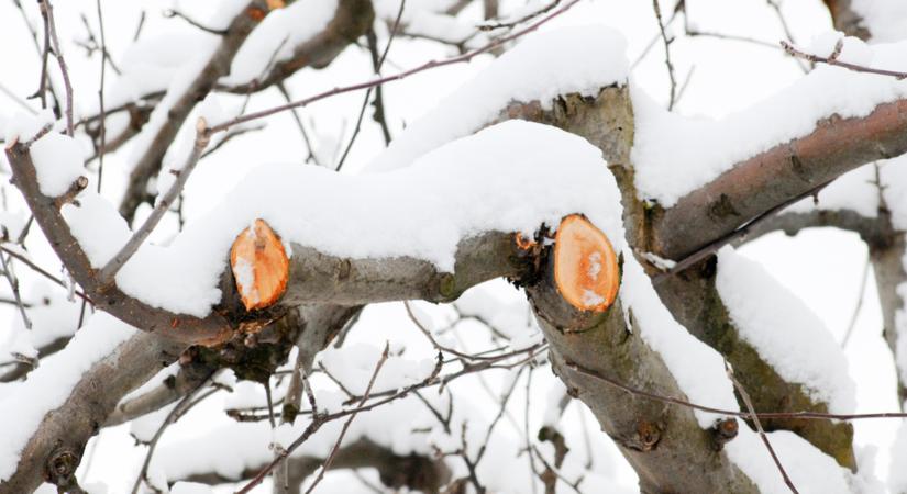 Ne hagyd, hogy a tél károsítsa a gyümölcsfáidat! Most dől el, mennyi termésed lesz!