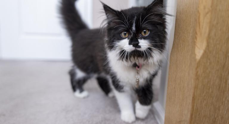 Egész éjszakára kint hagyták a macskát, akinek a reakciója letarolta az internetet