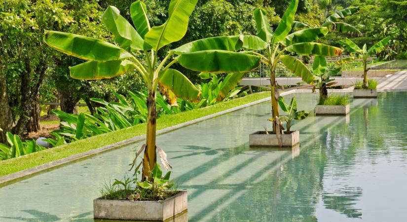 Miért nem jó ötlet a hazai kertekben a banán