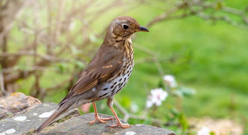 Érdekes állat bukkanhat fel a magyar kertekben: te találkoztál már vele?