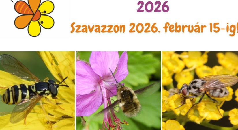 Az Év beporzói 2026: a legyek is hasznosak!