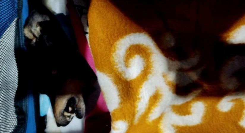 Nem javul Buksi, az elgázolt kutya állapota