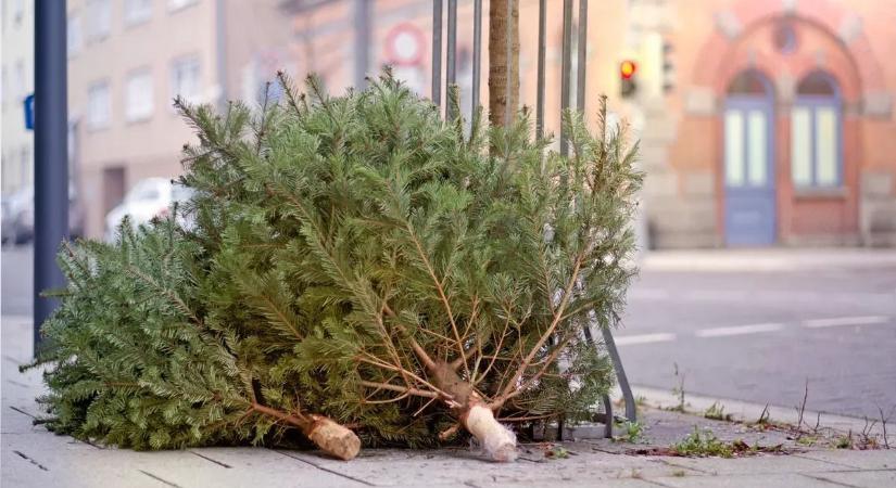 Így helyezd ki a fenyőt, hogy ne maradjon a nyakadon