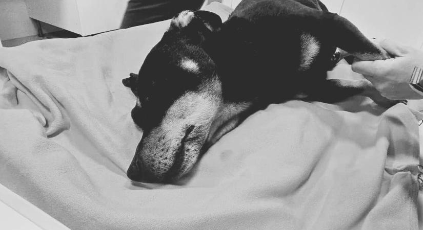 Elment Buksi, a sínen elgázolt kutyus