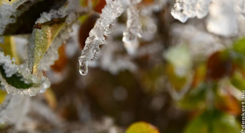 Itt a lista, mutatjuk, melyek a legfontosabb januári tennivalók a kertben