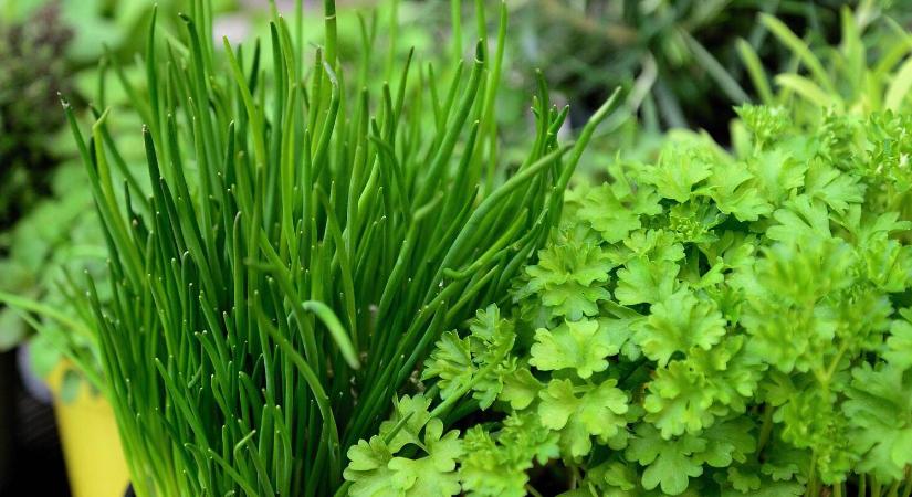 Láthatatlan veszély a lakásban: így enyhíthetjük növényekkel a beltéri levegő terhelését