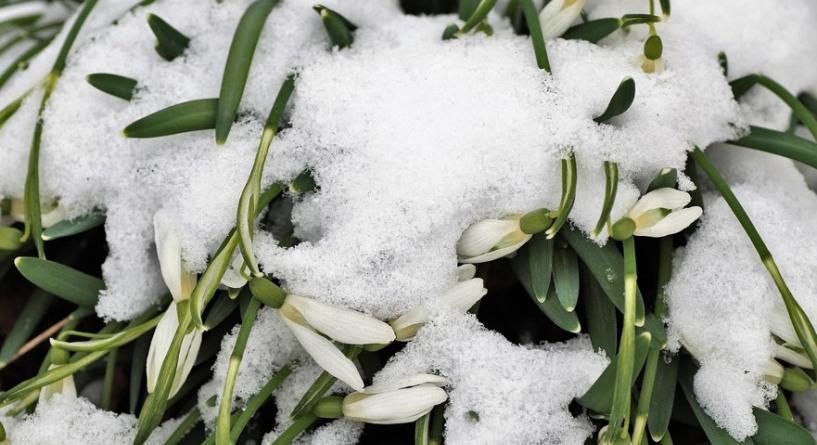Sok hó a kertben – mely évelőknek és fáknak okozhat gondot?