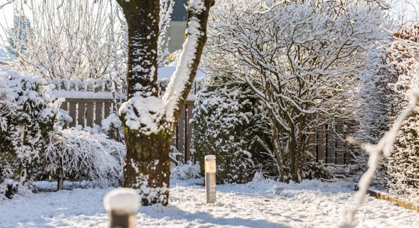 Ezek a téli metszés alapszabályai