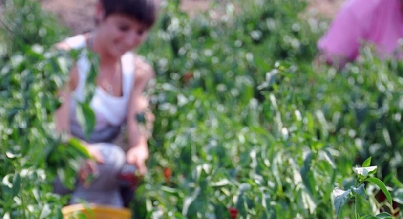 Átalakul az egyszerűsített foglalkoztatás