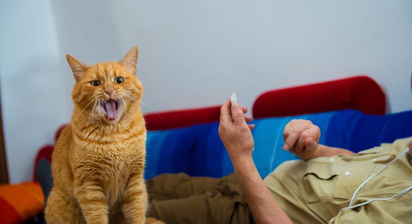 A macskák kétszer annyit nyávognak a férfiaknak, mint a nőknek