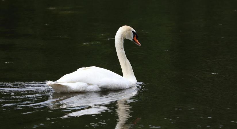 Rehabilitáció után ismét a természetben a Balaton híres hattyúja ( videó)