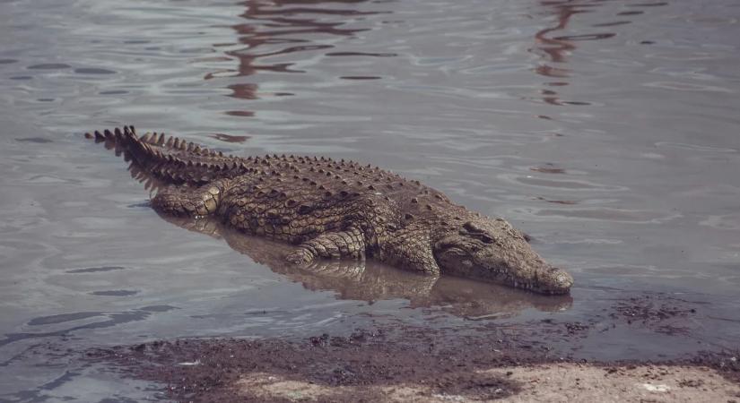 Halálos krokodiltámadás történt - szemtanúk előtt történt a borzalom