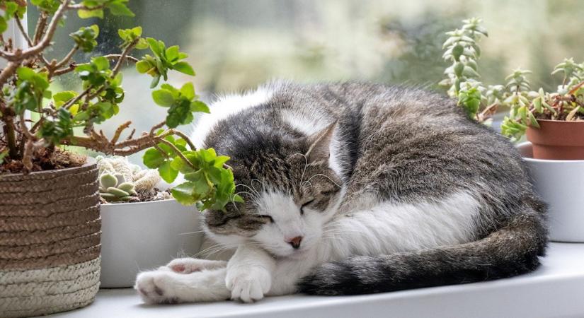 Téli ablakpárkány – mit bír el valójában?