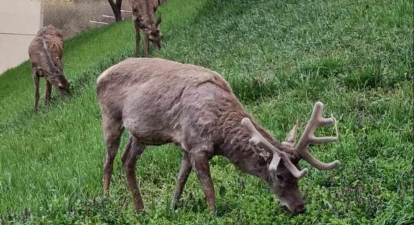 Megdöbbentő fotók az Esztergomban bevásárló szarvasról