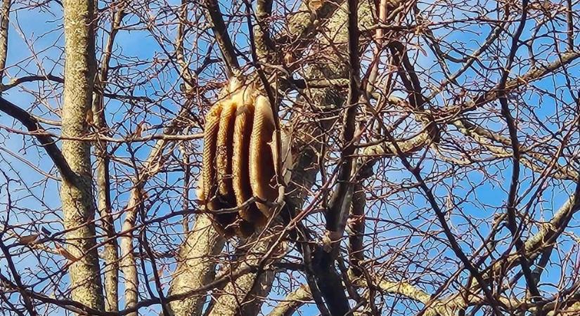 Bekuckózott méhek okoztak riadalmat Oladon