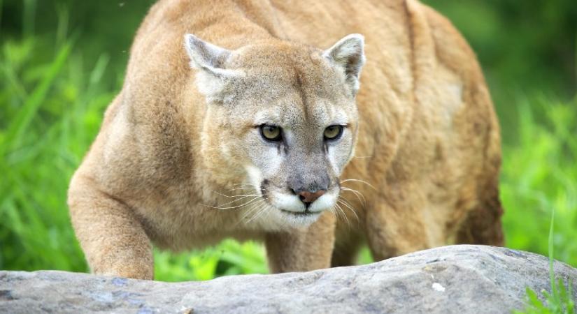 Meglepően ritka, hogy valakit puma öljön meg, szegény Kristen Kovatsch-csal megtörtént