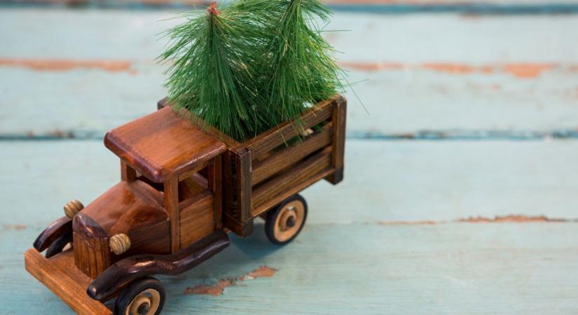 Mehetnek a fenyőfák a ház elé