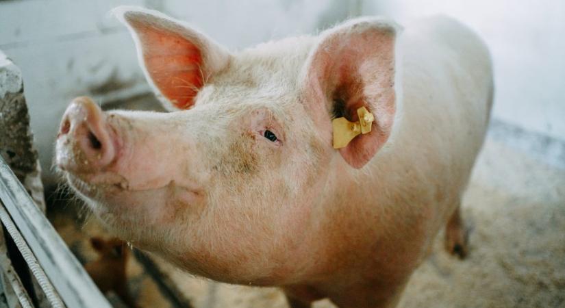 Elloptak egy 200 kilós disznót szilveszterkor, majd levágták és feldolgozták