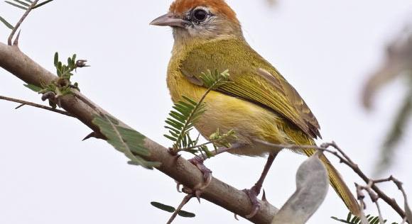 Új madárfajt azonosítottak Bolíviában