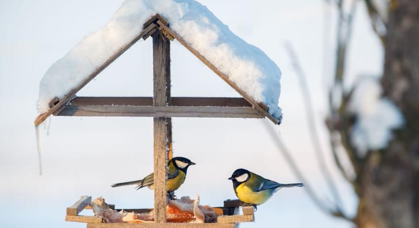 Hóban, fagyban életmentő: etessük az itt telelő madarakat!