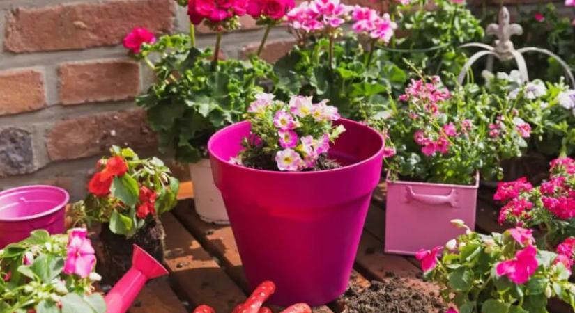 Virágot a hajadba! – Apró örömök, amik feldobják a napod