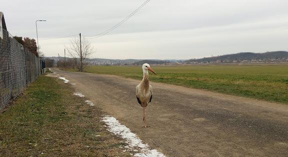 Biztos fagyhaláltól mentettek meg egy áttelelő gólyát Maconkán