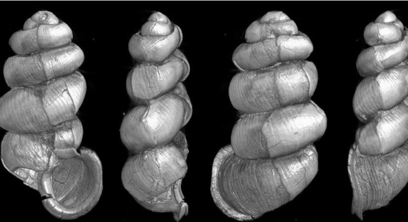 99 millió éves őscsigákat fedeztek fel magyar kutatók a mianmari borostyánban