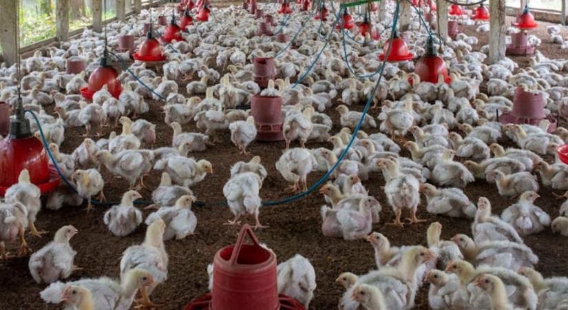 Állami kutatás vizsgálja a CBD szerepét a baromfitakarmányozásban