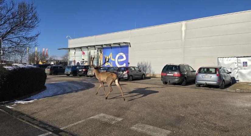 Sokkot kaptak az esztergomiak attól, amit az áruház parkolójában láttak