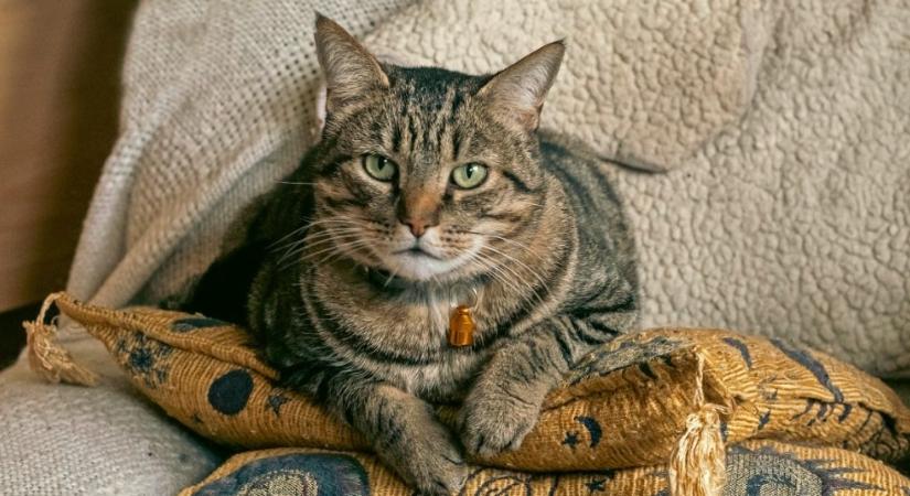 Így turbózd fel macskád immunrendszerét télen